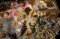Camposcia retusa (Blunt Decorator Crab)