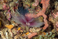 Bispira sp.2 (Bispira sp.2)