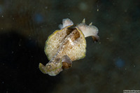 Pseudobiceros cf. kryptos (Pseudobiceros cf. Kryptos)