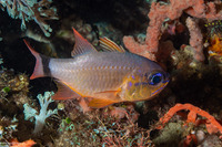 Ostorhinchus aureus (Ringtailed Cardinalfish)