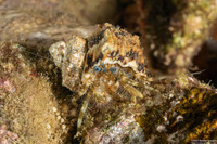 Pagurus sp.1 (Blue-Banded Pagurus)