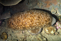 Actinopyga lecanora (White-Rumped Sea Cucumber)