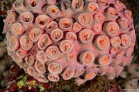 Tubastraea coccinea (Orange Cup Coral)