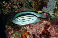Genicanthus lamarck (Blackstriped Angelfish)