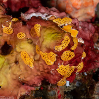 Didemnum sp.13 (Didemnum sp.13)