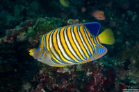 Pygoplites diacanthus (Regal Angelfish)