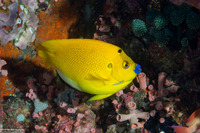 Apolemichthys trimaculatus (Three-Spot Angelfish)