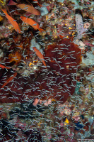 Pholidichthys leucotaenia (Convict Fish)