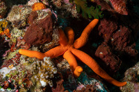 Echinaster luzonicus (Luzon Sea Star)