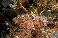 Scorpaenopsis oxycephala (Tasseled Scorpionfish)