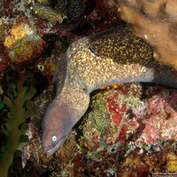Gymnothorax thyrsoideus (White-Eyed Moray)