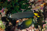 Anampses meleagrides (Yellowtail Wrasse)