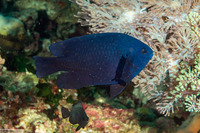 Neoglyphidodon melas (Black Damsel)