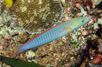 Hologymnosus doliatus (Pastel Ring Wrasse)