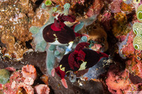 Nembrotha chamberlaini (Chamberlain's Nembrotha)