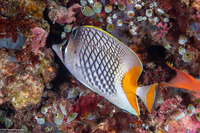 Chaetodon xanthurus (Crosshatch Butterflyfish)