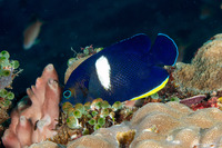 Centropyge tibicen (Keyhole Angelfish)