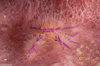 Lauriea siagiani (Hairy Squat Lobster)