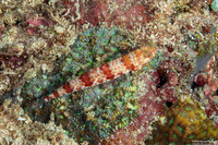 Synodus binotatus (Twospot Lizardfish)