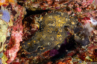 Leptoclinides cf. reticulatus (Leptoclinides cf. Reticulatus)