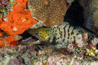 Gymnothorax fimbriatus (Fimbriated Moray)