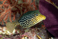 Ostracion solorense (Solor Boxfish)