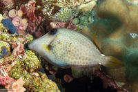 Cantherhines pardalis (Wirenet Filefish)