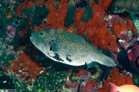 Arothron caeruleopunctatus (Blue-Spotted Puffer)