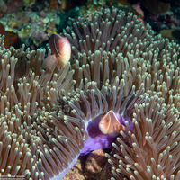 Amphiprion perideraion (Pink Anemonefish)