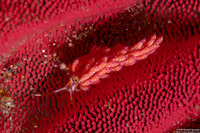 Favorinus mirabilis (Wonderful Favorinus)