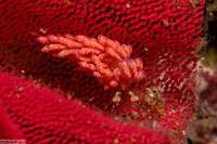 Favorinus mirabilis (Wonderful Favorinus)