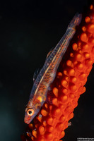 Bryaninops amplus (Large Whip Goby)
