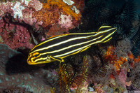 Plectorhinchus polytaenia (Ribbon Sweetlips)