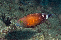 Cheilinus chlorourus (Floral Wrasse)