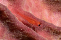 Trimma benjamini (Ringeye Pygmygoby)