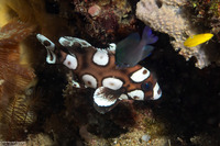 Plectorhinchus chaetodonoides (Many-Spotted Sweetlips)