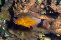 Ostorhinchus aureus (Ringtailed Cardinalfish)