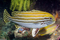Plectorhinchus lessonii (Striped Sweetlips)
