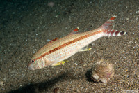 Upeneus tragula (Freckled Goatfish)