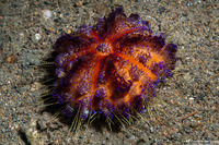 Asthenosoma varium (Variable Fire Urchin)