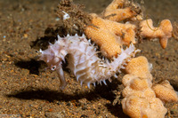 Hippocampus histrix (Thorny Seahorse)
