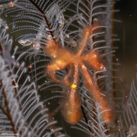 Oncinopus sp.1 (Orangutan Crab)