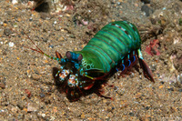 Odontodactylus scyllarus (Peacock Mantis Shrimp)