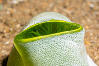 Didemnum molle (Urn Ascidian)