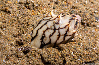 Cymbiola vespertilio (Bat Volute)