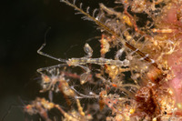 Caprella sp.1 (Skeleton Shrimp)