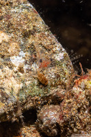 Cuapetes sp.3 (Cuapetes sp.3)