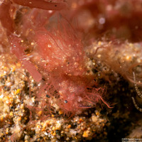 Phycocaris simulans (Red Algae Hairy Shrimp)