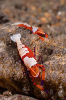 Zenopontonia rex (Emperor Shrimp)