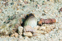 Opistognathus randalli (Yellowbarred Jawfish)